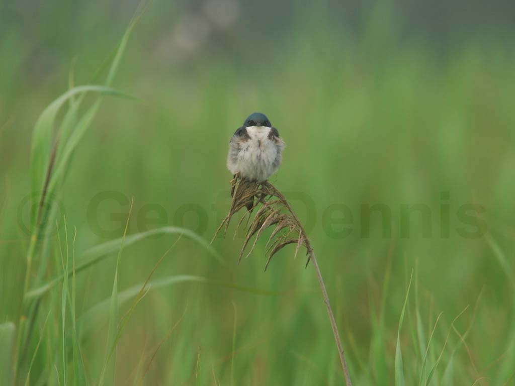 TRSW-AS_Tree-Swallow