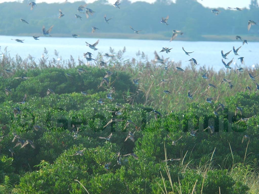 TRSW-AT_Tree-Swallow