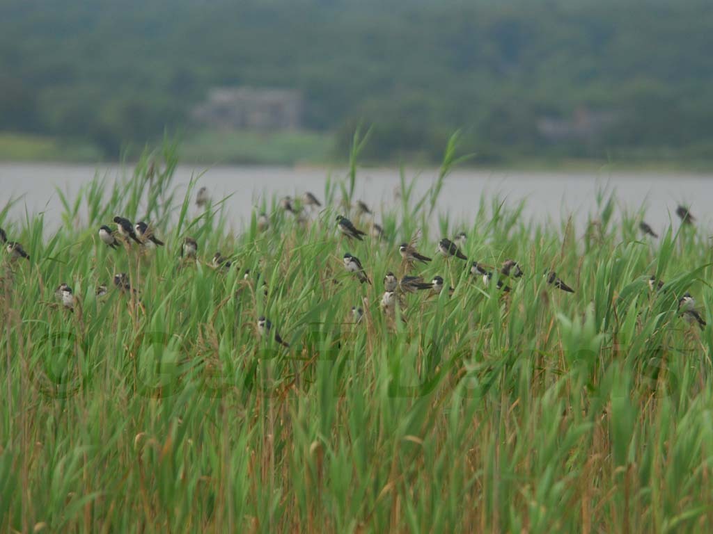 TRSW-AU_Tree-Swallow