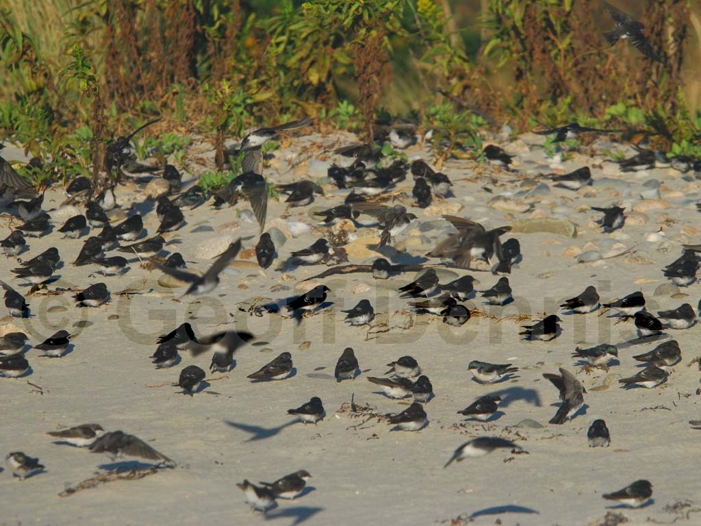 TRSW-AV_Tree-Swallow