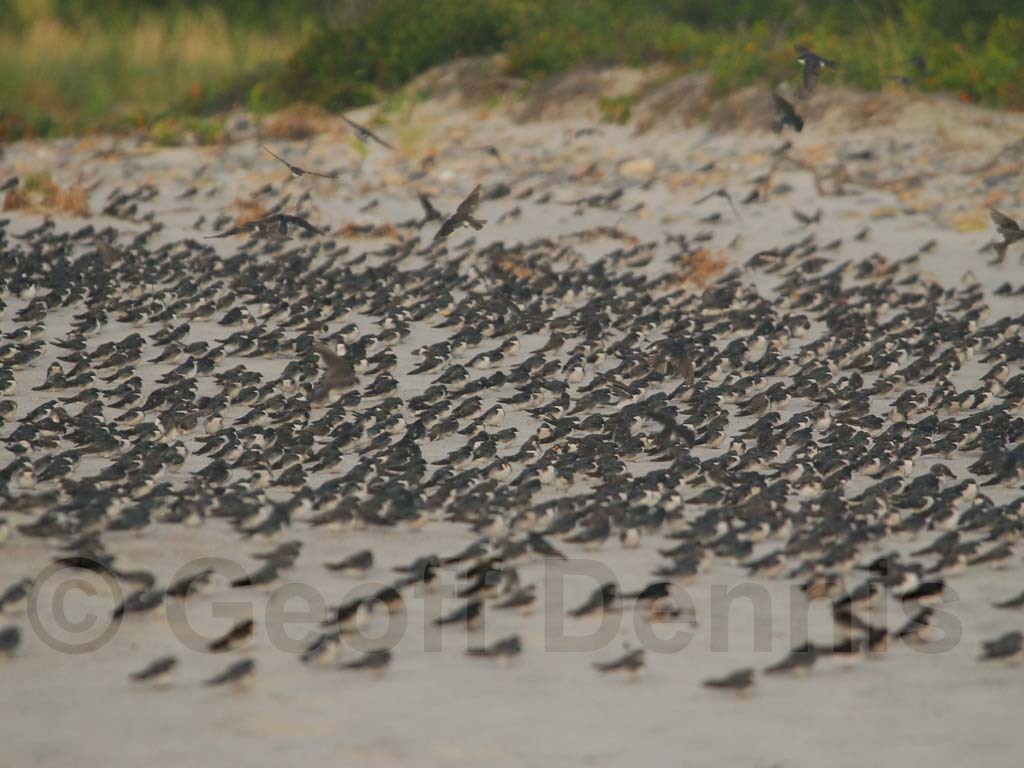 TRSW-AV_Tree-Swallow