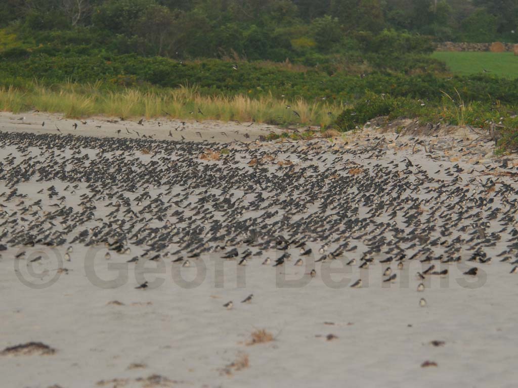 TRSW-AX_Tree-Swallow