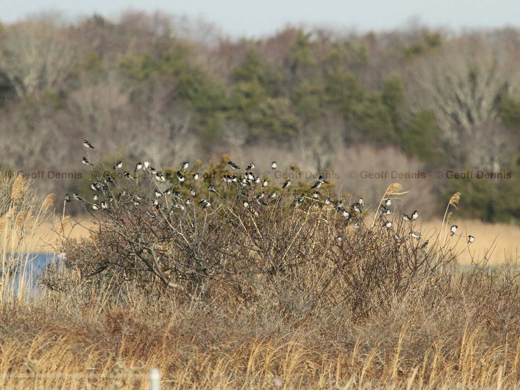 TRSW-BF_Tree-Swallow