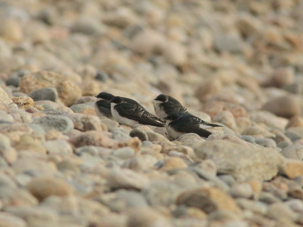TRSW-BH_Tree-Swallow