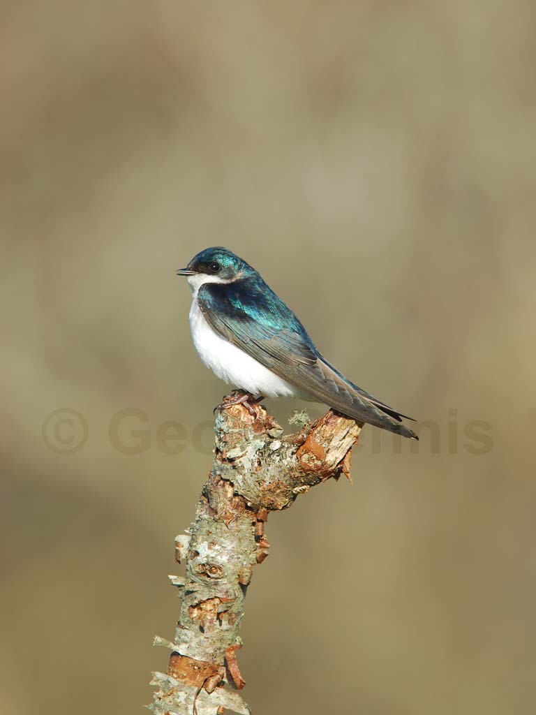 TRSW-BI_Tree-Swallow