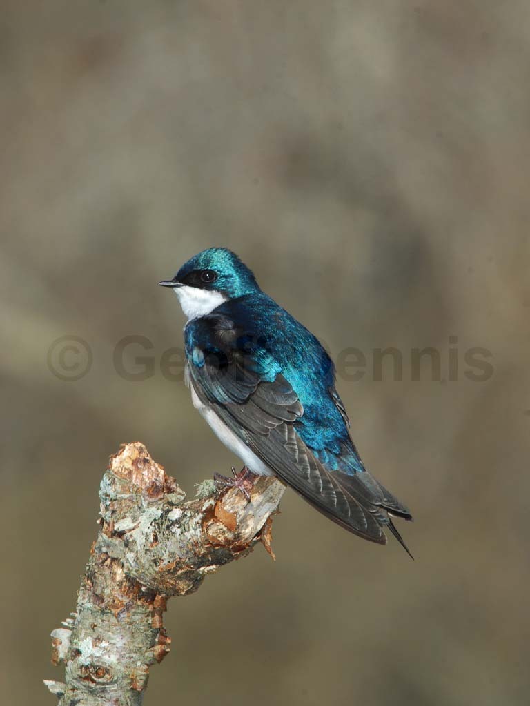 TRSW-BJ_Tree-Swallow