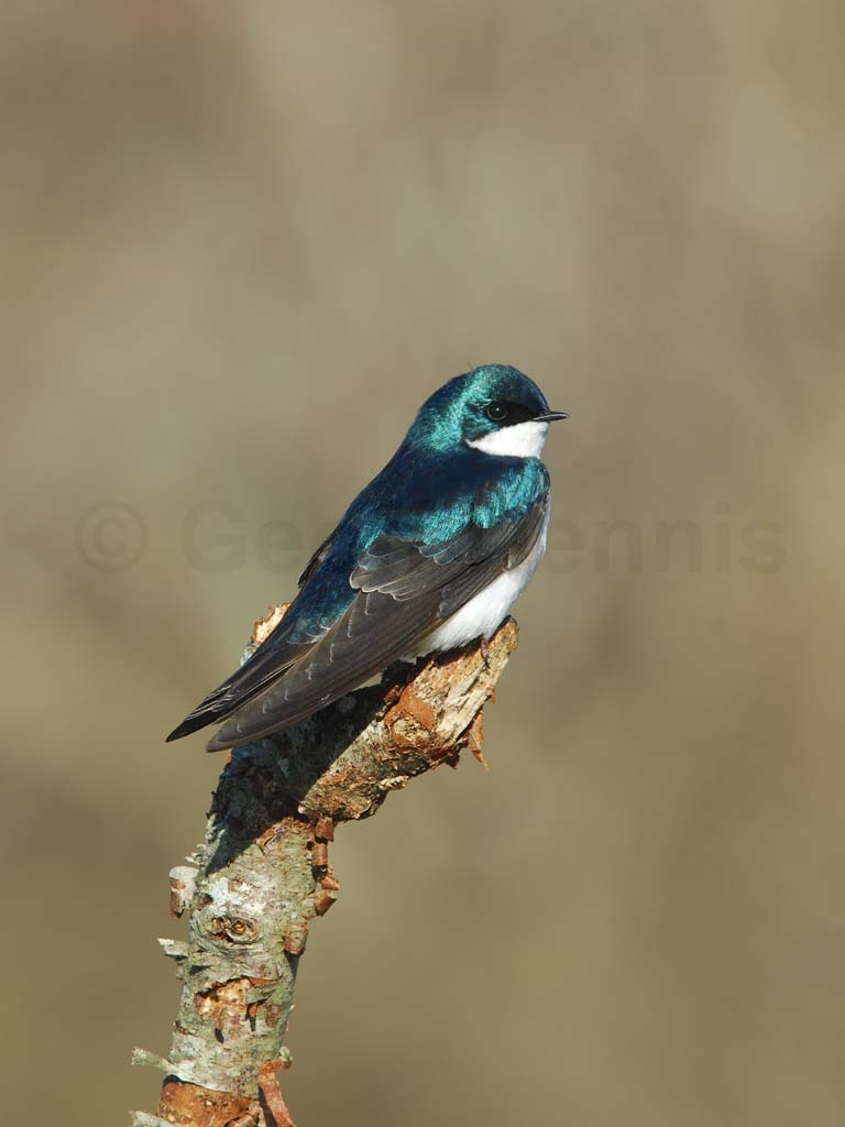 TRSW-BK_Tree-Swallow