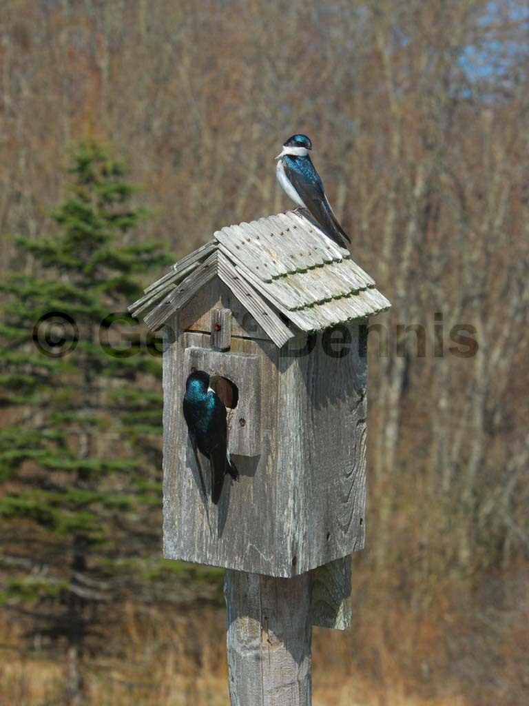 TRSW-BL_Tree-Swallow