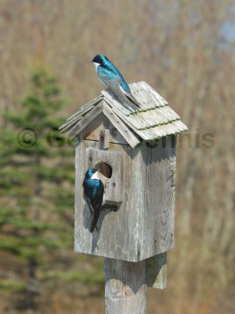 TRSW-BM_Tree-Swallow