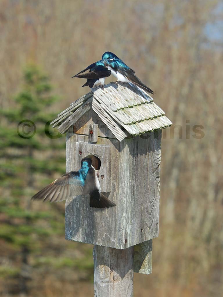 TRSW-BN_Tree-Swallow