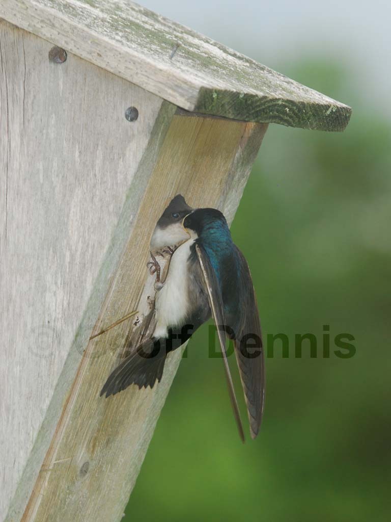 TRSW-BO_Tree-Swallow