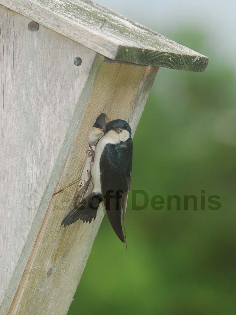 TRSW-BP_Tree-Swallow