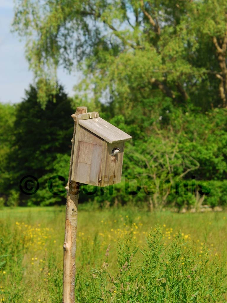 TRSW-BQ_Tree-Swallow