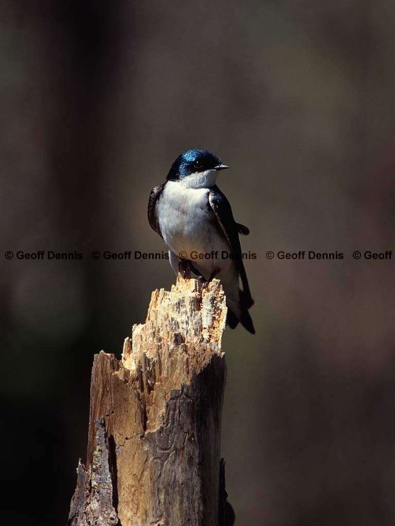 TRSW-BR_Tree-Swallow