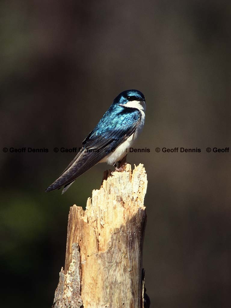TRSW-BS_Tree-Swallow