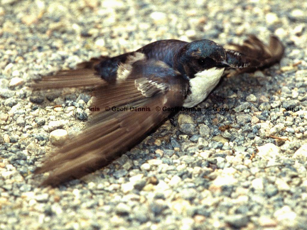 TRSW-BT_Tree-Swallow