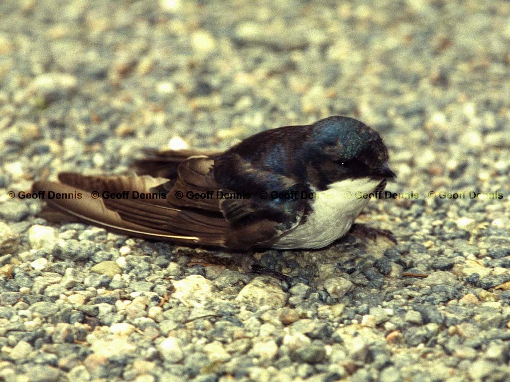 TRSW-BU_Tree-Swallow