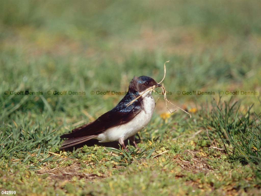 TRSW-BY_Tree-Swallow