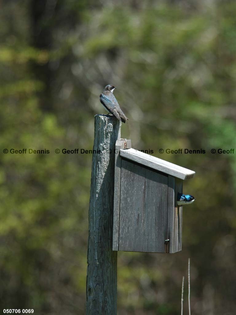 TRSW-BZ_Tree-Swallow