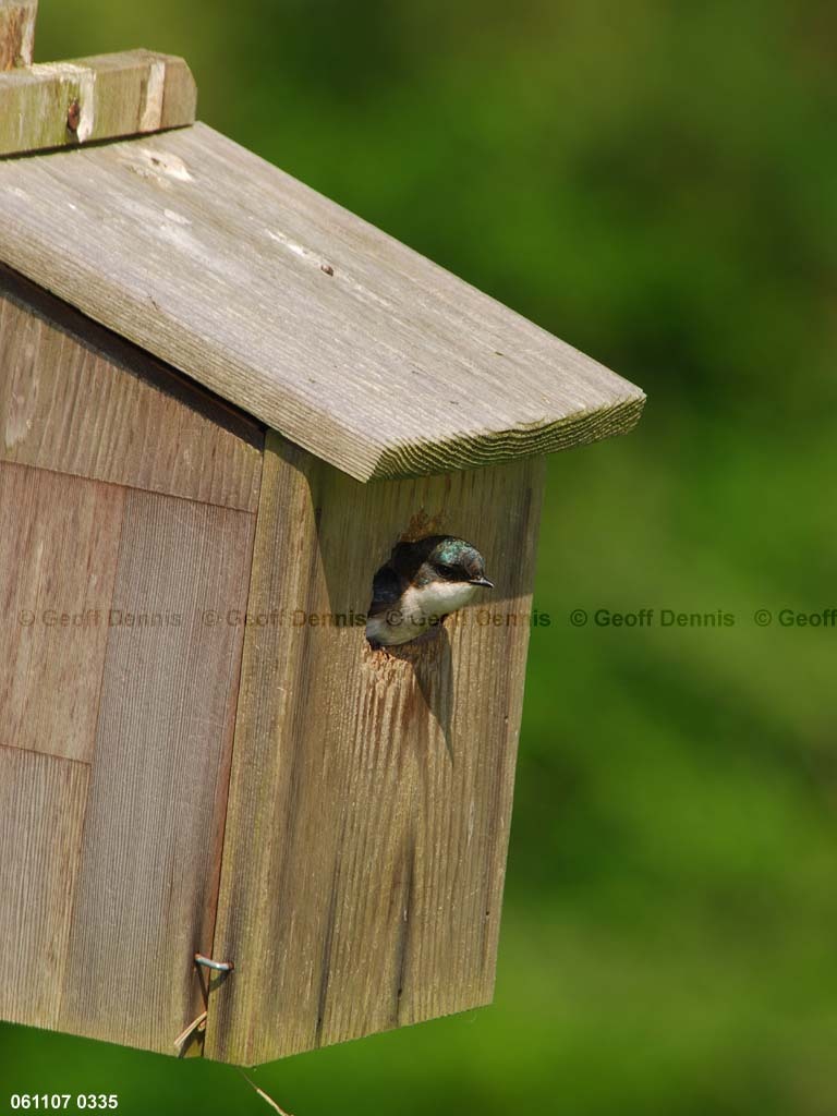 TRSW-CA_Tree-Swallow