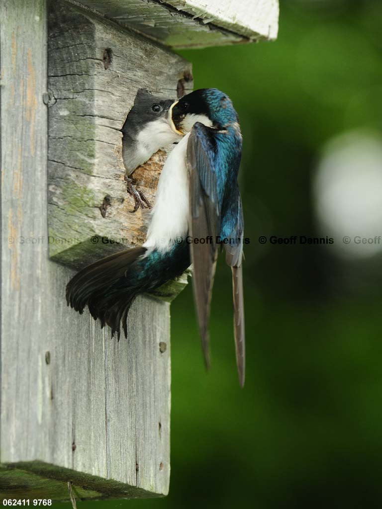 TRSW-CB_Tree-Swallow