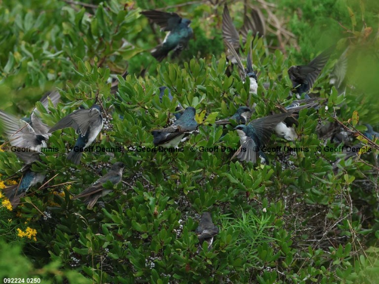 TRSW-CC_Tree-Swallow