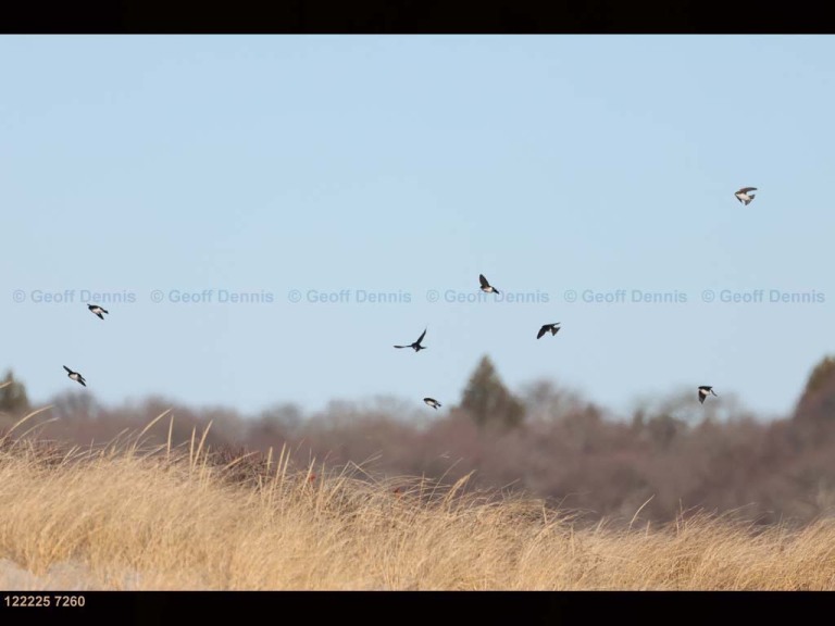TRSW-CE_Tree-Swallow