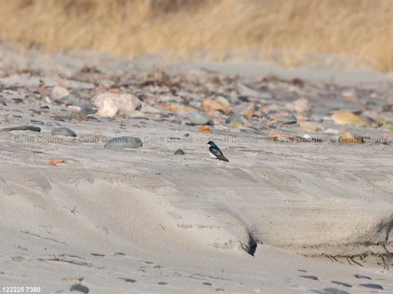 TRSW-CG_Tree-Swallow