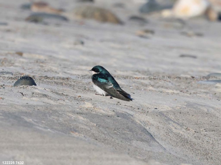 TRSW-CH_Tree-Swallow