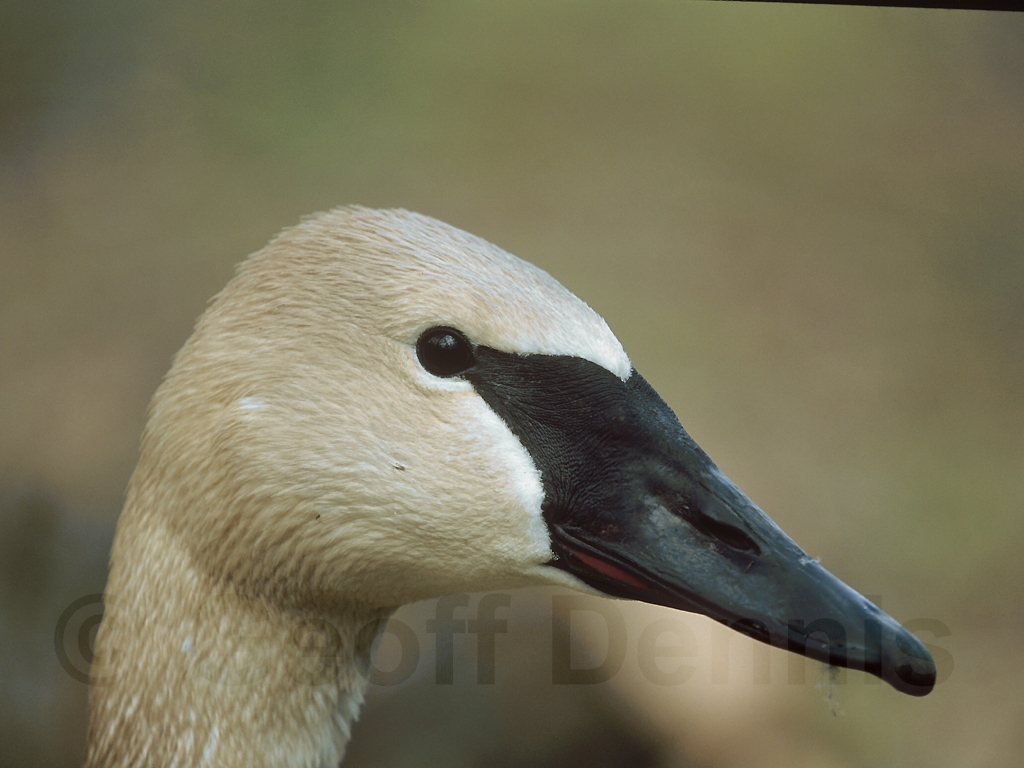 TRUS-AA_Trumpeter-Swan