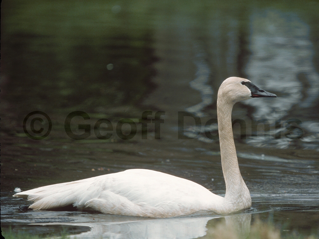 TRUS-AB_Trumpeter-Swan