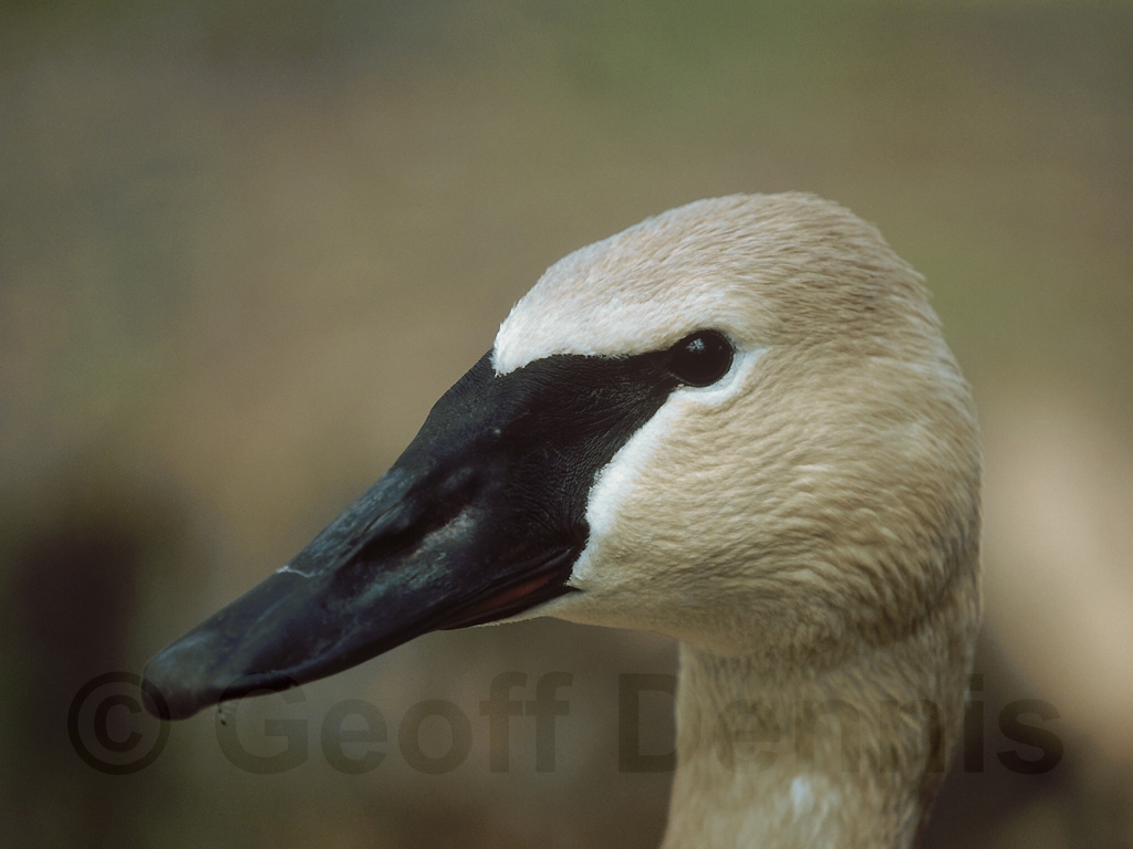 TRUS-AC_Trumpeter-Swan