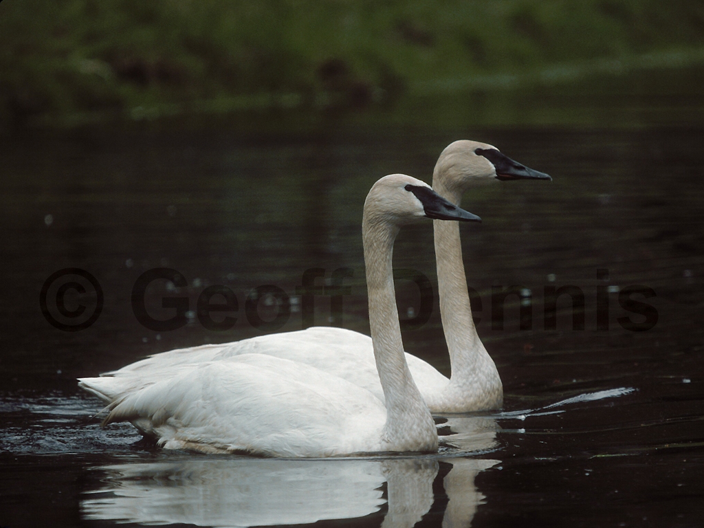 TRUS-AD_Trumpeter-Swan