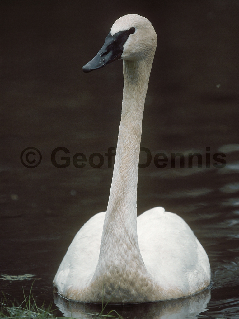 TRUS-AE_Trumpeter-Swan