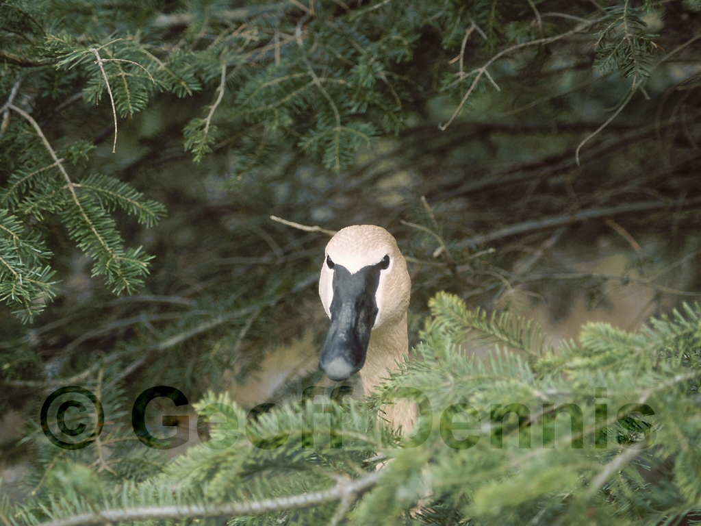 TRUS-AF_Trumpeter-Swan
