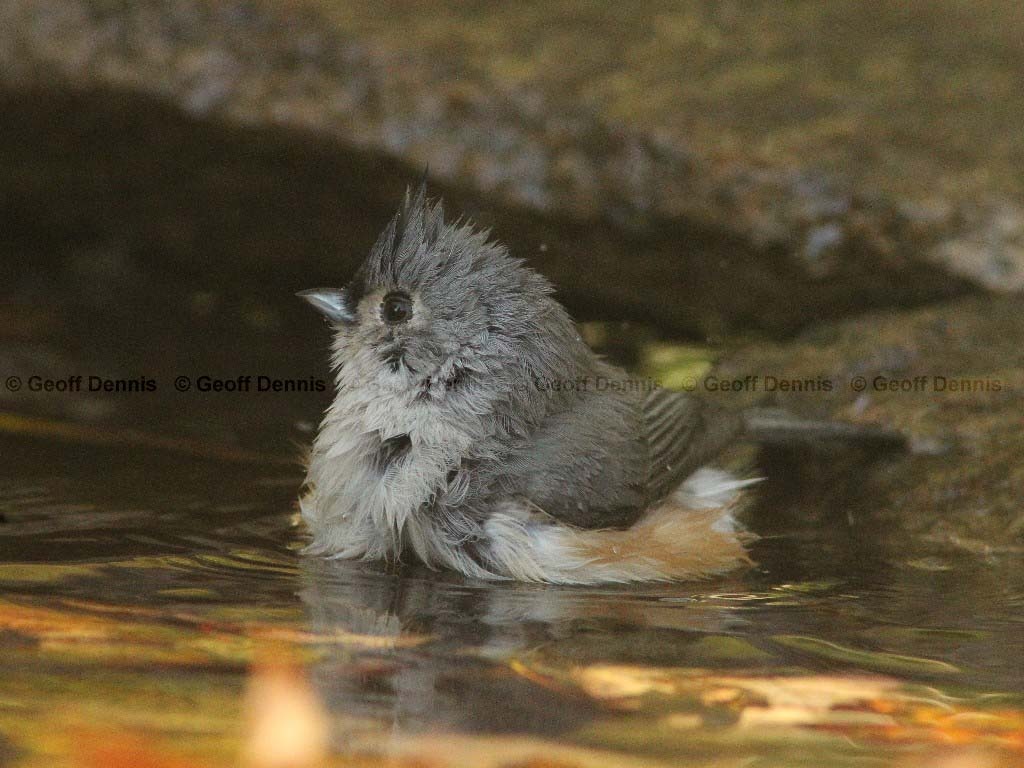 TUTI-AA_Tufted-Titmouse