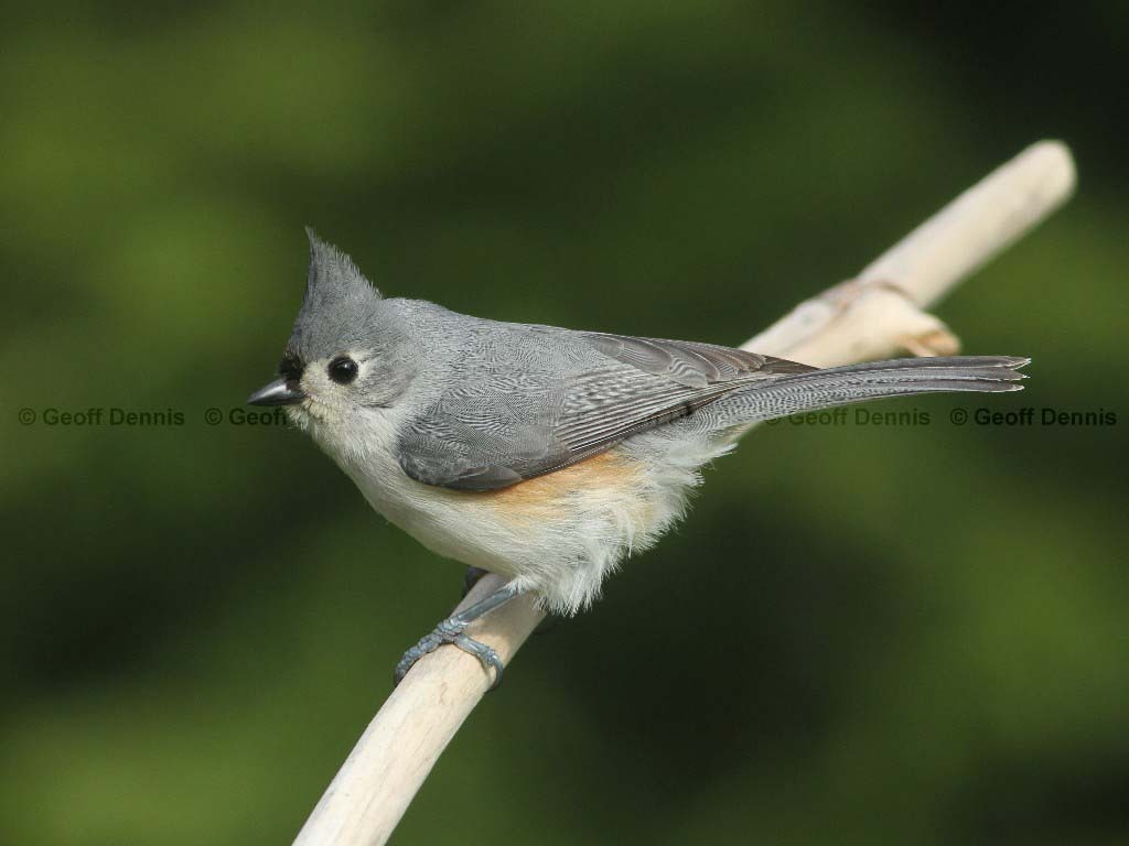 TUTI-AB_Tufted-Titmouse