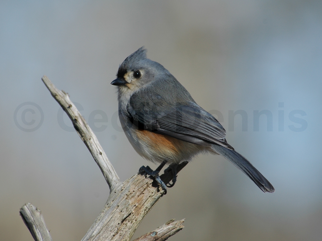 TUTI-AC_Tufted-Titmouse