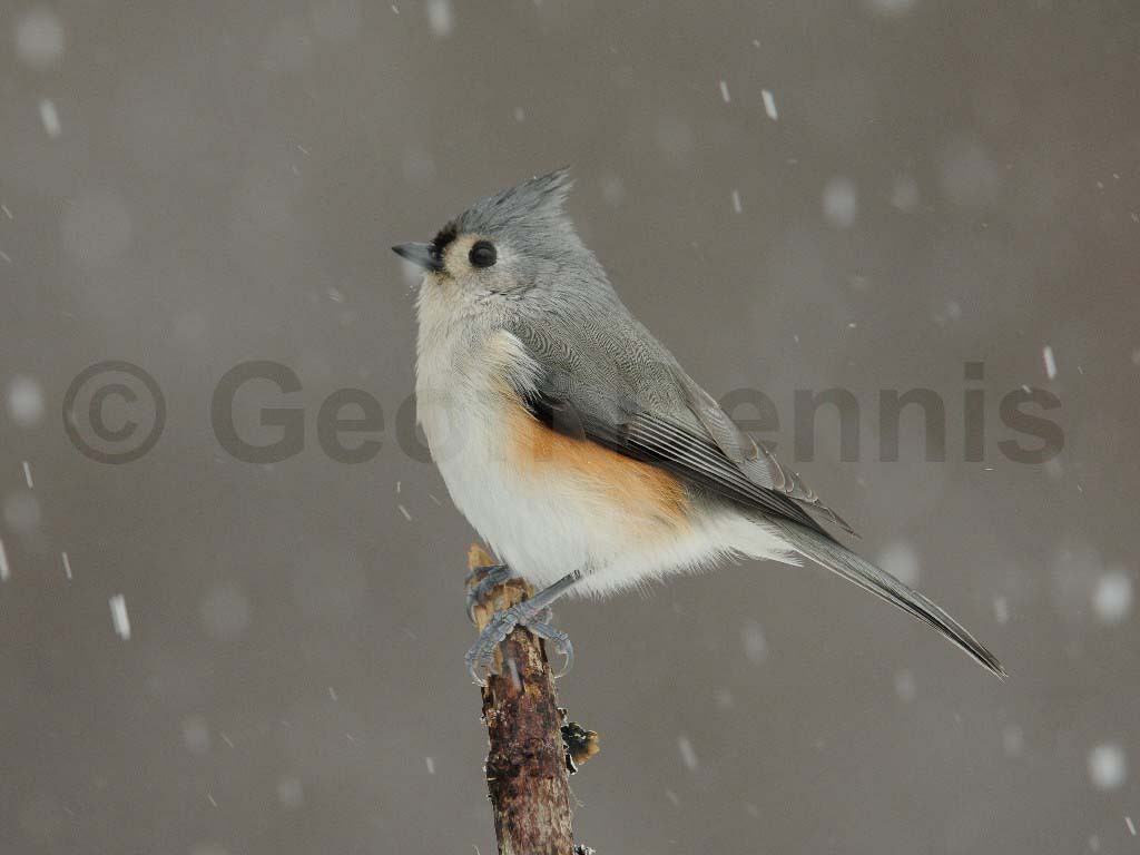 TUTI-AD_Tufted-Titmouse