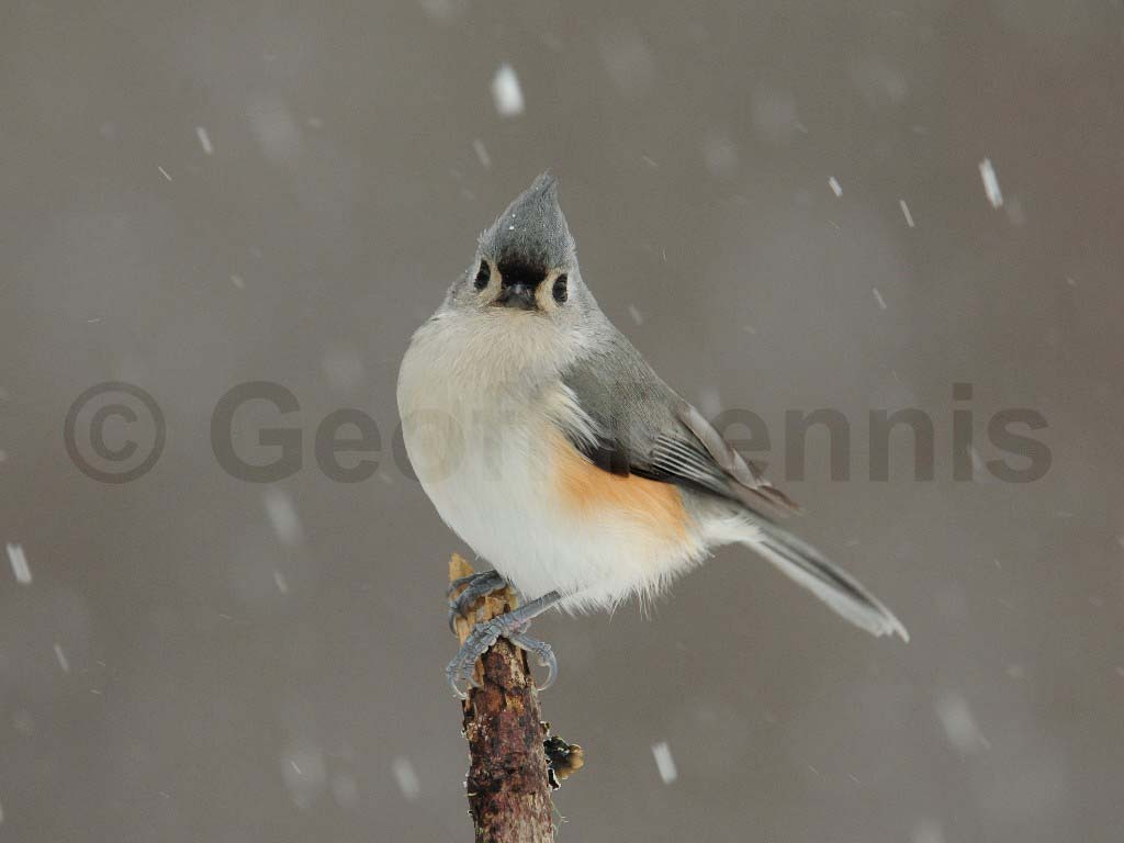 TUTI-AE_Tufted-Titmouse