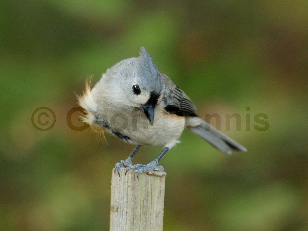 TUTI-AF_Tufted-Titmouse