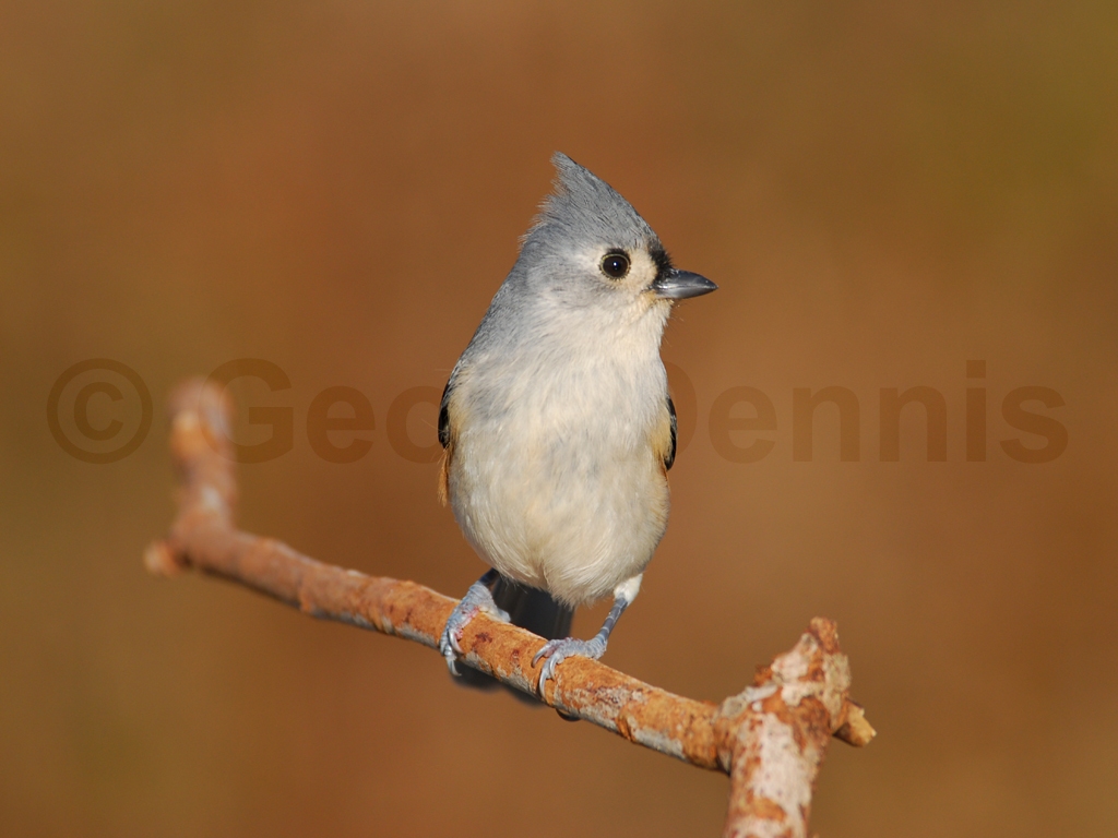 TUTI-AG_Tufted-Titmouse