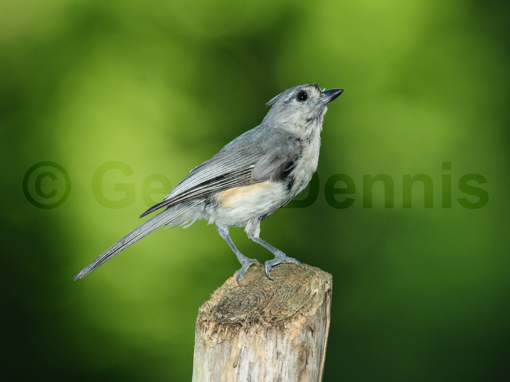 TUTI-AH_Tufted-Titmouse