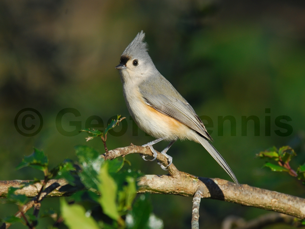 TUTI-AI_Tufted-Titmouse