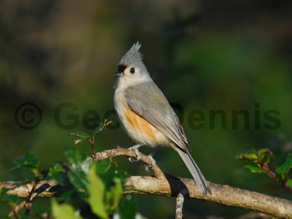 TUTI-AJ_Tufted-Titmouse