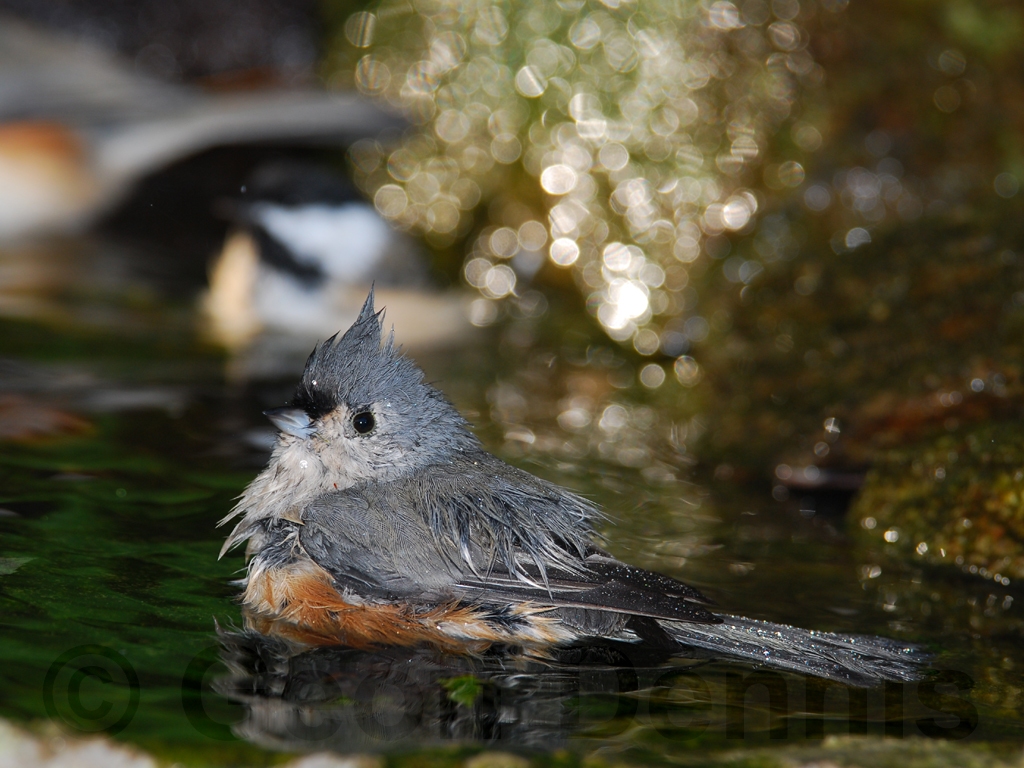 TUTI-AK_Tufted-Titmouse