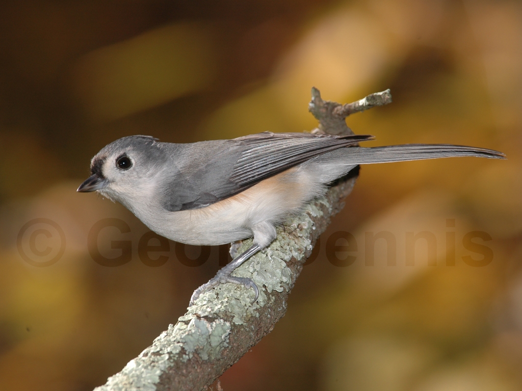 TUTI-AL_Tufted-Titmouse
