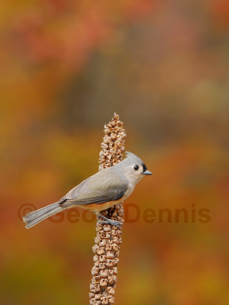 TUTI-AM_Tufted-Titmouse
