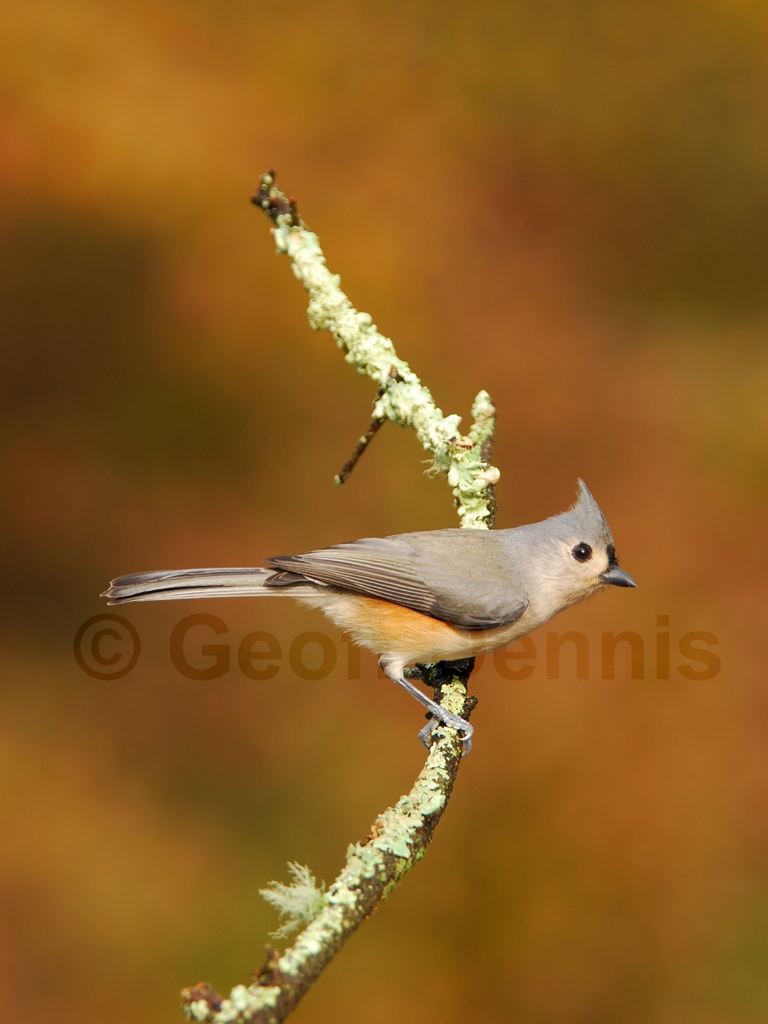 TUTI-AN_Tufted-Titmouse