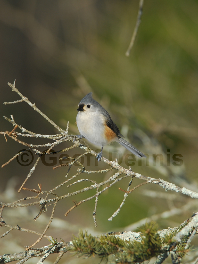 TUTI-AO_Tufted-Titmouse